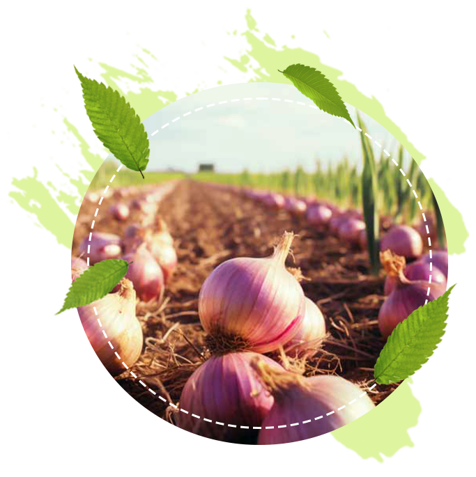 onion farm