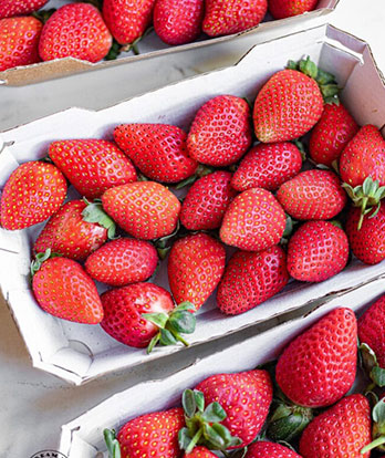 Tomato Puree Image 2